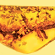 Illustration for article titled This is the First Salamander Ever Found Preserved in Amber